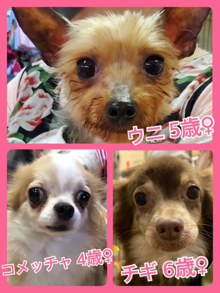 🐾今日の里親様募集中ワンコ🐶メンバーです🐾2020,6,22